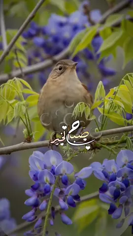 #explor ##صباح_الخير 