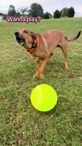 #dog #tennisball #gianttennisball #pet #maligator 