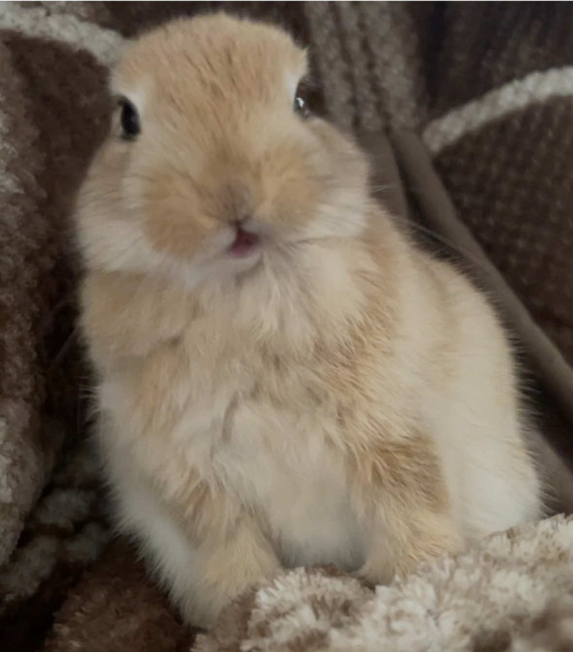 おててないない#うさぎ #もふもふ #うさぎ好きさんと繋がりたい #bunny #토끼 