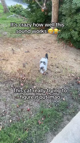 This cat lives around my place and I go outside and chill with him sometimes but it could be a girl not sure 😁☺️ #catsoftiktok #catsvideo #fyp #😁😂😂😂 #animalfriends 