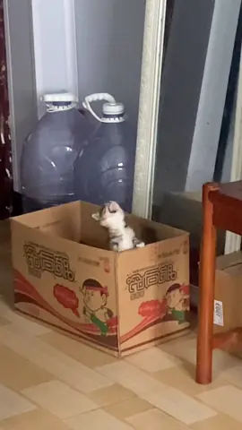 #cat #cute #funnyvideos #catsoftiktok #funny #fyp 