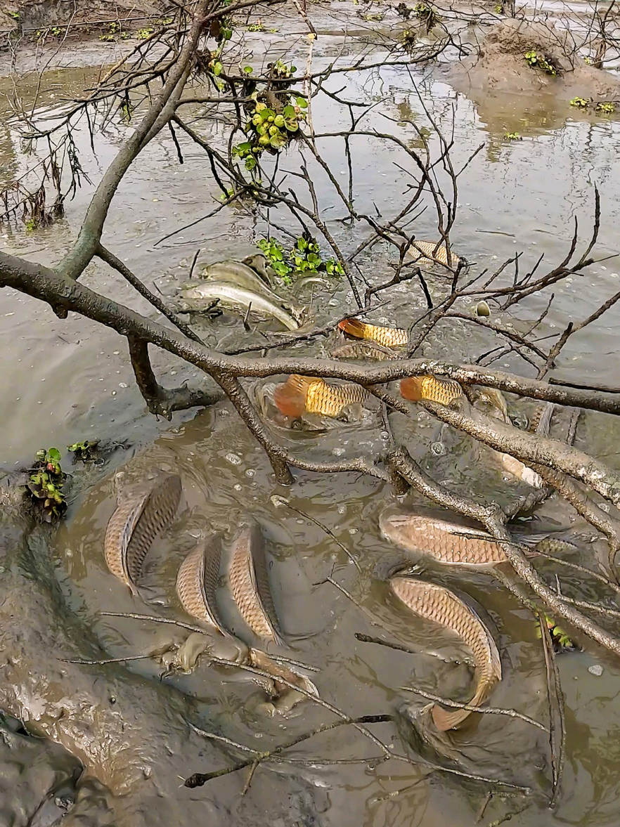 Amazing villagers fishing day 🐟#netfishing #handfishing #ruralfishing #fishing#catchingfish 
