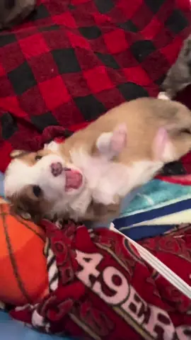 #puppyufc #UFC #puppytiktok #puppiesoftiktok #austrailianshepherd 