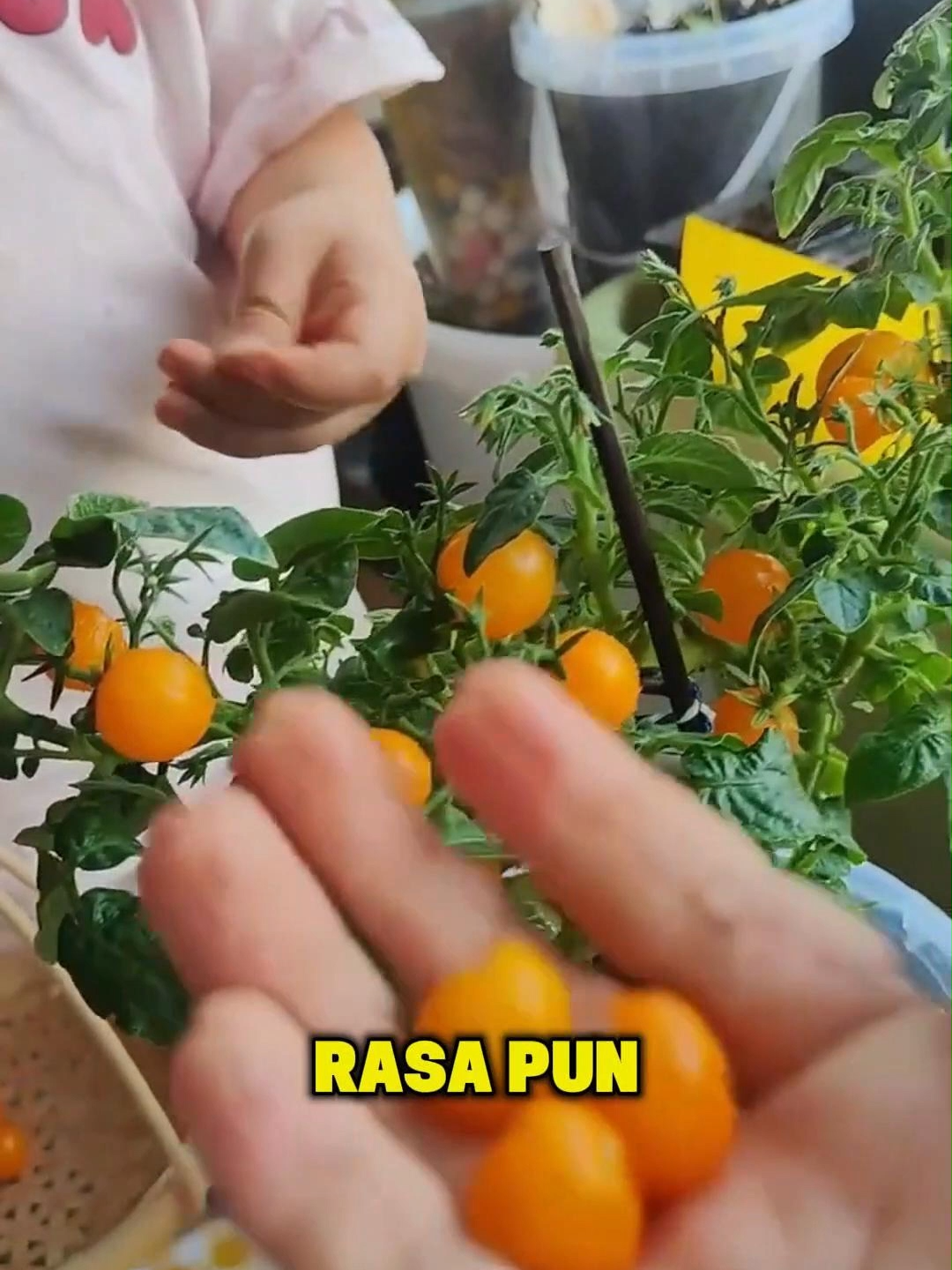 #TomatoMini #TomatoCeri #TomatoManis #TanamSendiri #BerkebunRumah #UrbanFarmingMY #TanamanBalkoni #TanamDalamPasu #SayurOrganik #BerkebunMudah #PokokMini #BenihSayur #HomeGardenMY #EdibleGarden #TanamSendiriSenang