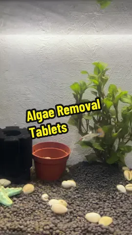 “Alam mo ba? Pwede mong linisin yung lumot sa aquarium nang hindi tinatanggal ang isda! Gamit ko dito: Cmomo Algae Removal Tablets – safe at effective! 🌿 #AquariumCare #FishTankClean #AlgaeFree”