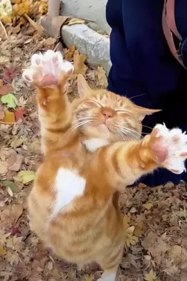 Ôm emmmm #fypシ #fyp #cat #cats 