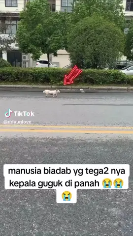 Alhamdulillah ada orang baik yg menolong nya#pyf #😭😭😭 