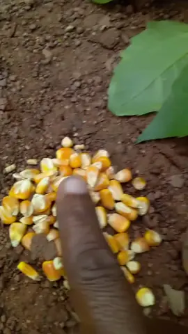 lo grano la semilla el tronco y la paja palte 2