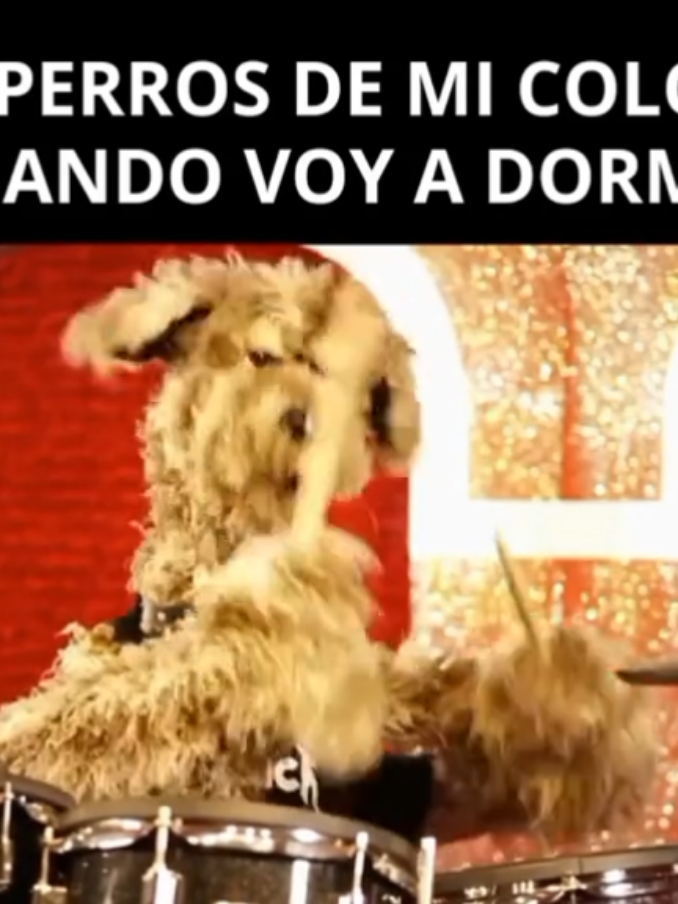 #systemofadown #chopsuey #dogs #parody #ixi 