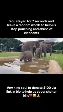 #elephantsanctuarythailand hain #elephantkohsamui #samuielephantsanctuary #thailandelephantsanctuary #kohsamuielephant 