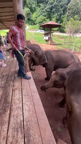 วันนี้อ้อยใหญ่มาก 😁🤣#ช้างน้อย #ช้างน่ารัก #cuteanimals #babyelephant #elephant 