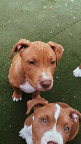 #chulathepitty💗🦕 #chulathepitty 