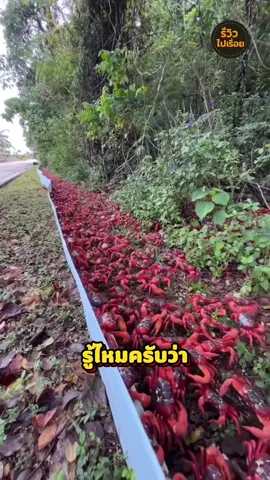 การอพยพของปูแดงนับล้านตัว