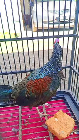berkokok #ayamhutan  #ayam dan #burung  #pesonaindonesia  #ayamhutanhijau 