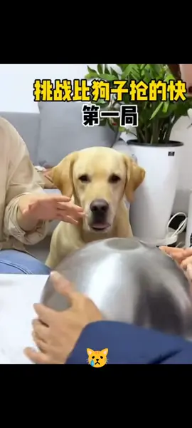 A e u vv #humor #perritos #vv #u 