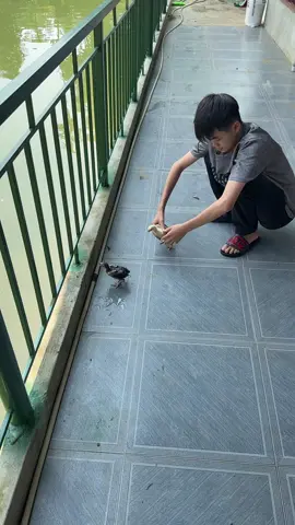 Gà con#gà_chọi_việt_nam 