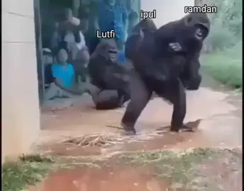 #Meme #MemeCut #CapCut 