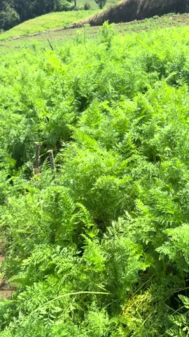 petani wortel manis#petaniwortel#petanimuda#petanimillennial#fyp