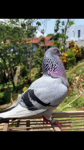 Banyak yang terbang tinggi, tapi cuma merpati yang tau caranya pulang. ❤️ #bismillahfyp #merpatiindonesia 