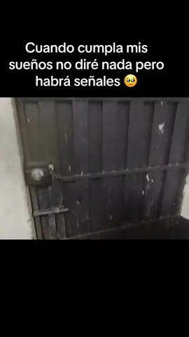 #amor perruno#angeles de 4 patitas