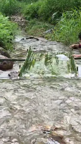 #Eps003 The technique of using bamboo to create a fish trap on a small dam and Diep caught a lot of fish. #bac_wanderingboy  #trapfish  #fishtrappingskills