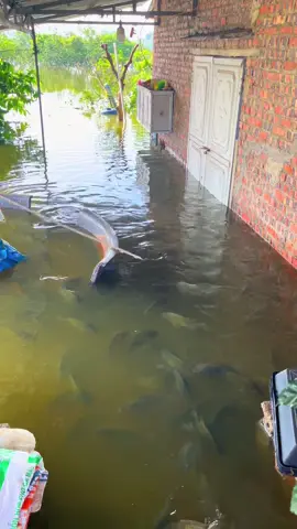 Cá bơi đi uống trà đá😂