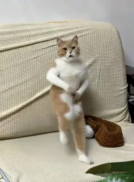 everybody's it's Friday orange cat (oyen )  celebrate for you jumping dance 