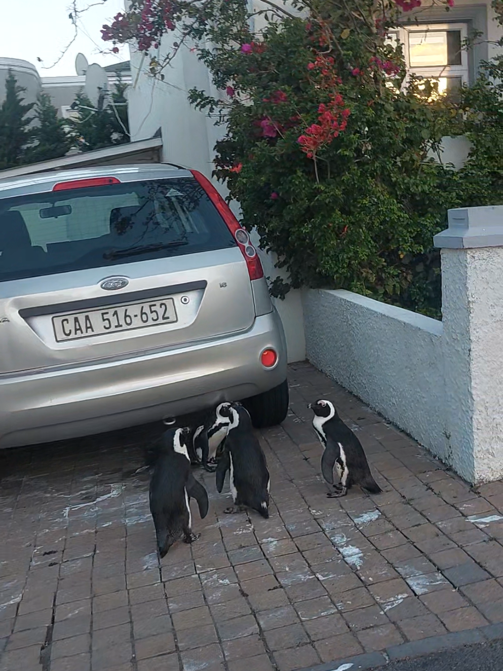 Em Boulders Beach é assim... Ce vai comprar um pão e encontra pinguins fugindo kkk #pinguin  #pinguino  #pinguinosdemadagascar #bouldersbeach #capetown 