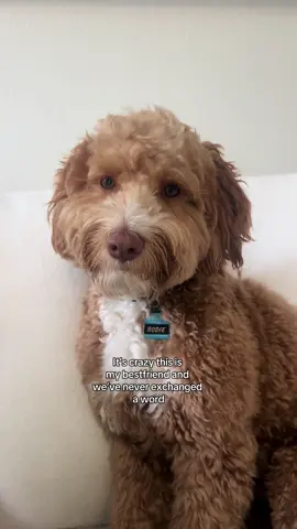 my sweet boy and his eyelashes #fyp #viral #doodlesoftiktok 