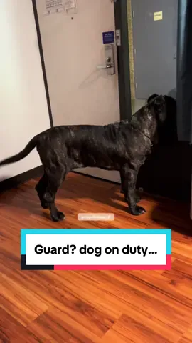 #dogtok #dogcommunity #dogbreeds #neapolitanmastiff #guarddog 