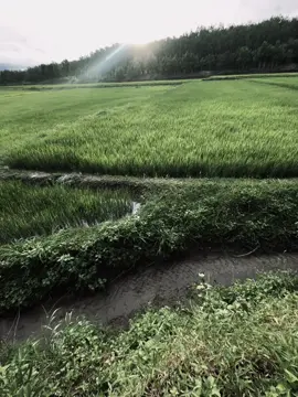 一句“没关系”，藏着多少委屈和失望，没人知道。 Một câu “không sao” giấu bao nhiêu tủi thân và thất vọng – chẳng ai biết cả. #cap #xh #fyp #tamtrang #chill 