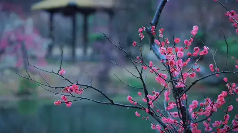 Gió đêm dịu dàng, ráng chiều hoàng hôn, dưa hấu mát lạnh, cô ca sủi bọt... Thế gian này còn nhiều điều tốt đẹp đến thế, cậu đâu cần chỉ vì bóng tối trước mắt mà trở nên mơ hồ. Cậu phải tin rằng mình xứng đáng với hết thảy mọi điều tốt đẹp trên thế gian này. #cophong #nhactrungquoc  #binhyen #nhenhang #nhutam 