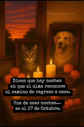 Cada 27 de octubre las almas de las mascotas bajan al plano de los vivos, para visitarlos y deleitarse con las ofrendas de día de muertos que se les coloca con su comida, premios y juguetes favoritos.