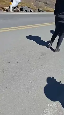 El pájaro más grande del mundo