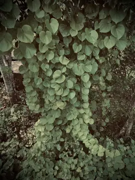愛情是為那些因它而失去一切的人而設的:“当你真心爱一个人的时候，就算有一万个更好的人，也无法打动你的心….. 