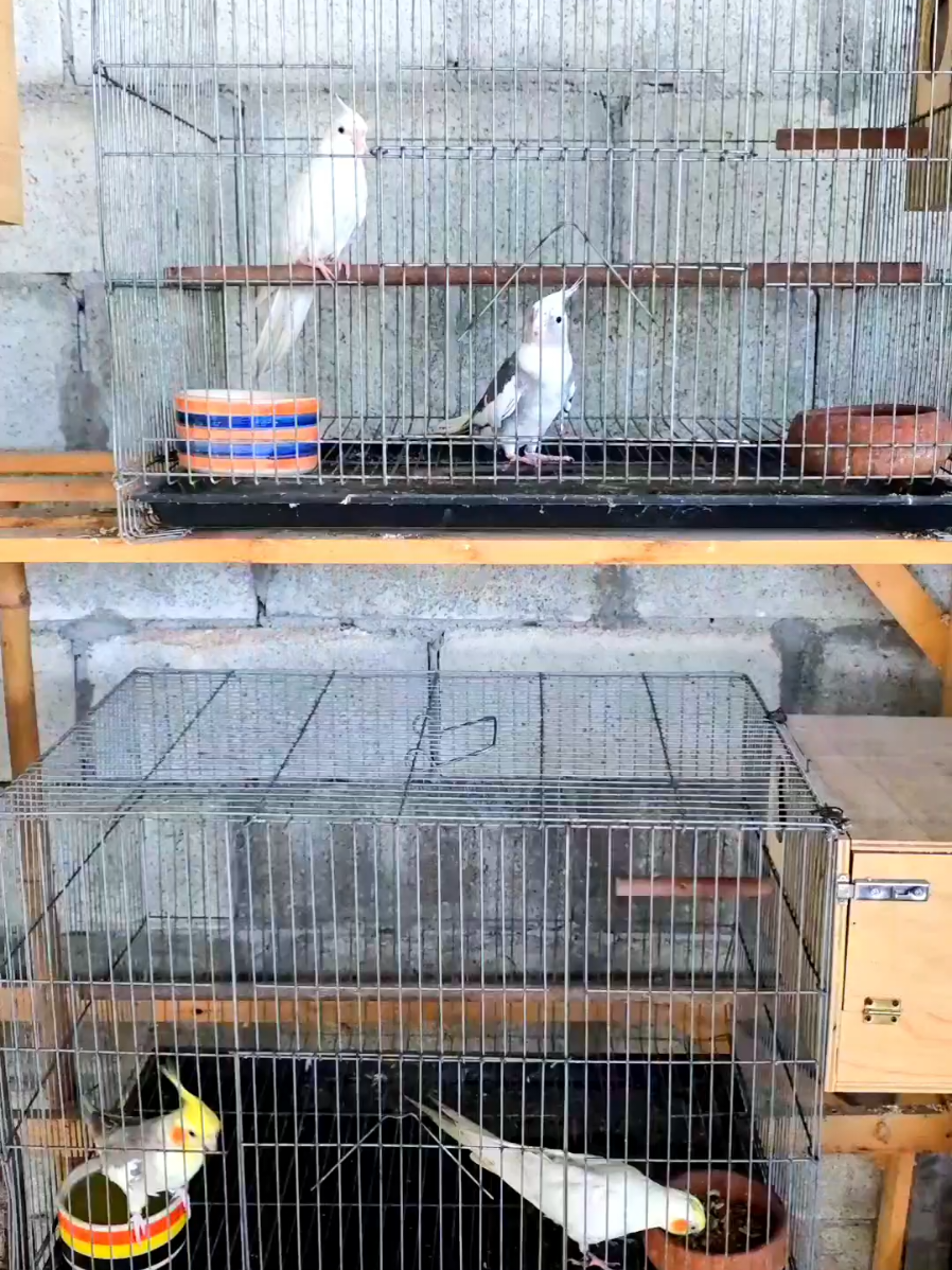 มาอัพเดทน้องๆกันครับ  #ฟาร์มนกพิษณุโลก  #นกฟอพัส  #นกแก้วกรีนชีค  #นกค็อกคาเทล  #นกแก้วเลิฟเบิร์ด 