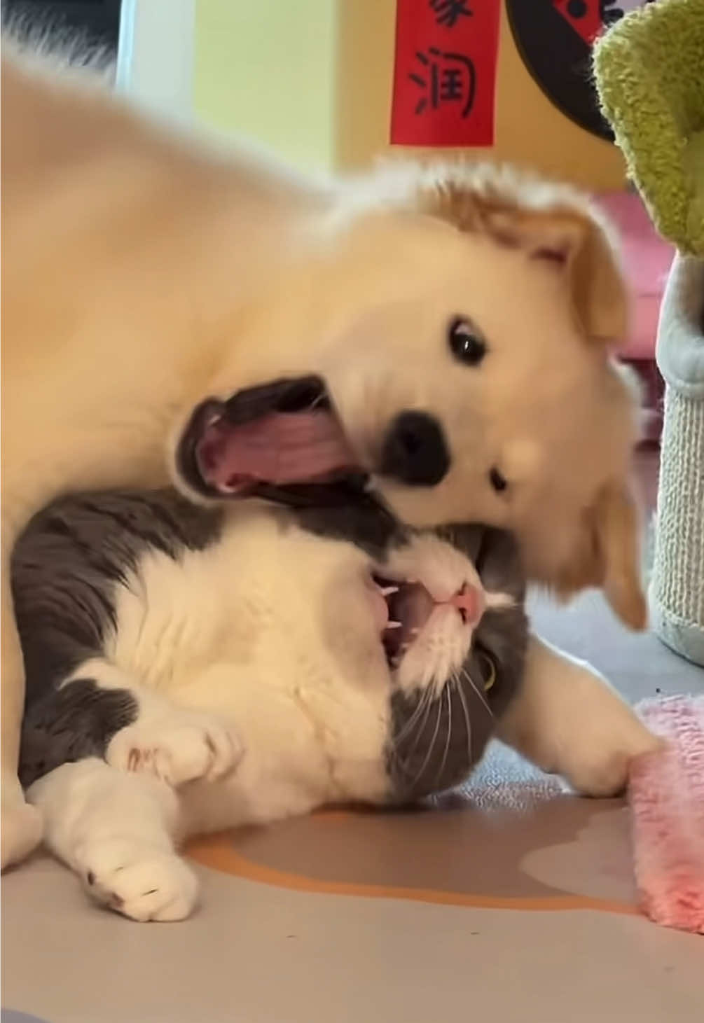 “my dog and cat get along really well” 😅 #dogcat #cats #dogs #cute #viral 