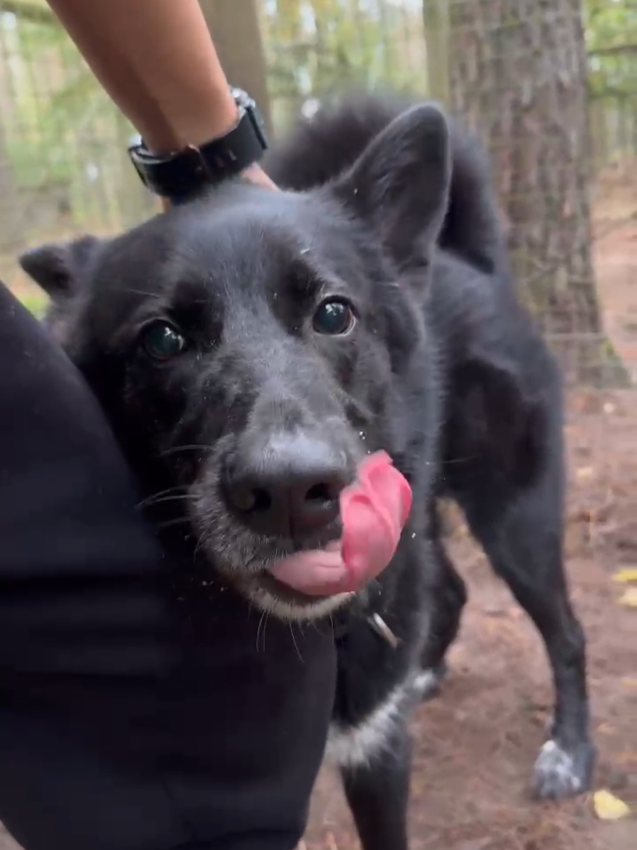 🐾🐾PAMANI MANI!🐾Lūdzu, dalies ar šo ierakstu 🙏, lai BOBIS atrod savu cilvēku un mājas ❤️💛❤️ 4g.v. Bobs ir ļoti  mīļš un uz cilvēkiem orientēts suņuks, kurš nesaprotamu iemeslu dēļ patversmē ir iestrēdzis jau 2,5 gadus. Bobis vienkārši dievina garas pastaigas un nebeidzamu sāniņu bužināšanu. Ja beigsi kasīt ātrāk nekā Bobis nolems, ka ir pietiekami, pieprasīs papildus glastus  ar balsi un pabakstīs tevi ar ķepu. Vairāk par glāstiem Bobis mīl tikai skriešanu pakaļ bumbiņai un nebeidzami nest to atpakaļ, lai tā atkal tiktu aizmesta.  Bobis priecāsies par dzīvi privātmājā ar žogu, bet ir gatavs izskatīt arī variantu dzīvot dzīvoklī, ja vien jaunais saimnieks kopā ar viņu ikdienā ies skriet un palīdzēs iztērēt enerģiju. 🙏Lem atbildīgi un brauc ar viņu iepazīties jebkurā dienā 10:00-15:00,pirms tam iepazīstoties ar adopcijas notiekumiem.    🙏Arī tad, ja nevari vest Bobi uz mājām, Tu vari viņam palīdzēt. Atbalsti viņa un pārējo iemītnieku uzturēšanos patversmē! Nokill principu jeb otrās iespējas sagaidīšanu varam īstenot tikai kopā ar līdzīgi domājošajiem.    🙏Uzliekot regulāru ikmēneša maksājumu Ulubeles iemītniekiem katru mēnesi savu iespēju robežās, arī tu radi viņiem drošības sajūtu. Mēs visi kopā to varam radīt un tas ir svarīgi!   ❤️No sirds pateicamies un priecājamies būt kopā! 🙏  💛Mūsu norēķinu rekvizīti: Biedrība Dzīvnieku pansija Ulubele Reģ.Nr. LV40008095993 AS Swedbank, Swift: HABALV22 Konts: LV97HABA0551028353893 Mērķis: regulārais maksājums Ulubeles iemītniekiem  💛Paypal: info@ulubele.org  💛Ziedojumu tālruņi: 90006863 (1 zvans = 4,27 eiro) 90006083 (1,42 eiro) PALDIES! ❤️ 💛 Ziedo tiešsaistē https://ulubele.org/#ziedot ✅Aptuvenais dzimšanas datums: 31.07.2021.,Latvijā, bezšķirnes, klīniski vesels,  Mikroshēmas nr.: 948000000052369 (https://registri.ldc.gov.lv/lv/dzivnieku_registrs)  Pieejams adopcijai! #sunsbobis #ulubele #patversmeulubele #pamanimani 