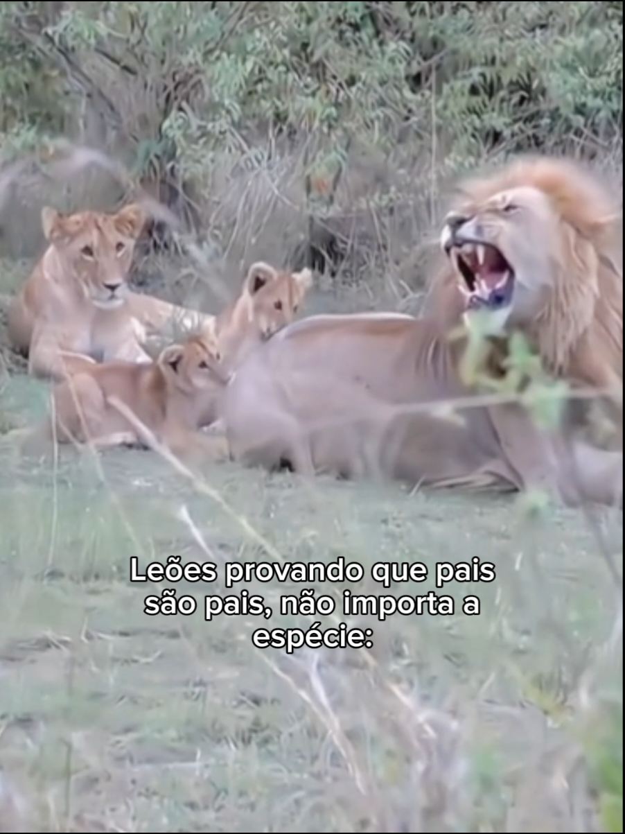 eles são todos iguais kkkkk #animaisfofos #fofo #cachorro #gatosfofos 