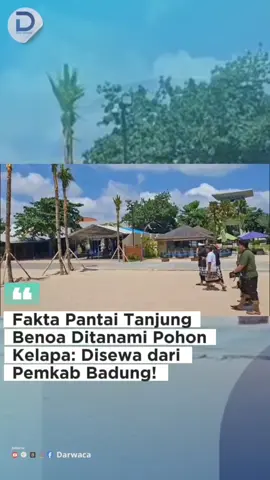 Terungkap penanaman pohon kelapa di kawasan Pantai Timur Tanjung Benoa, Kecamatan Kuta Selatan itu ternyata sempadan pantai yang ditanami belasan pohon kelapa tersebut, telah disewakan oleh Pemkab Badung kepada pihak hotel.