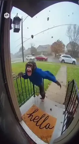 Monkey flying away pt.2 #sora2 #fyp #xyzbca #fypシ #viral 