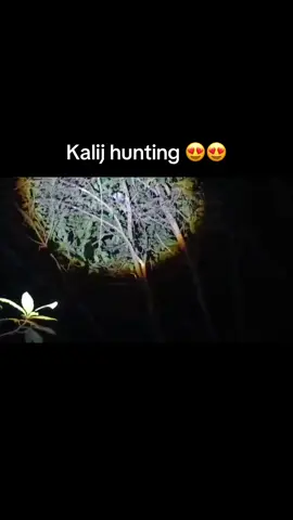 Kalij hunting 😍😍#fyp #foryou #foryoupage #viral #tiktok 