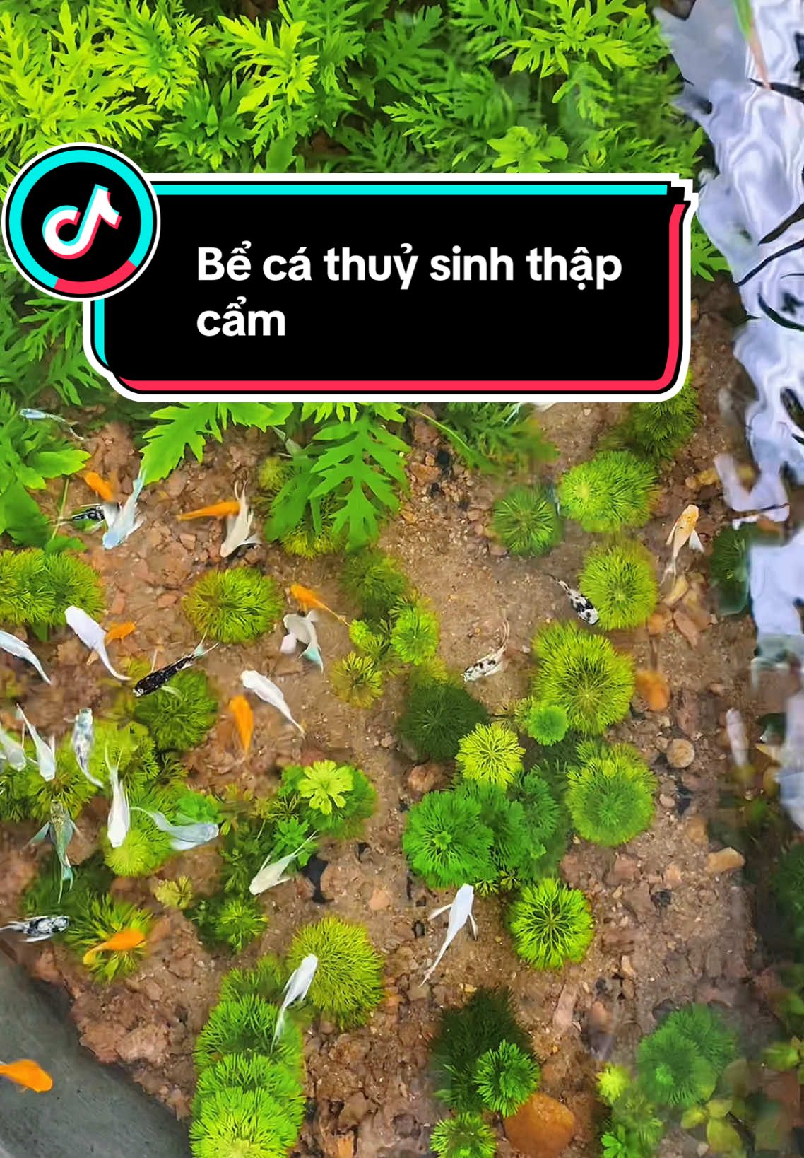 Cây lá to hay lá tròn đẹp hơn nhỉ? E muốn setup lại 1 loại cây#setupbeca#thuysinhngoaitroi #cathuysinh #viraltiktok #xuhuongtiktok 