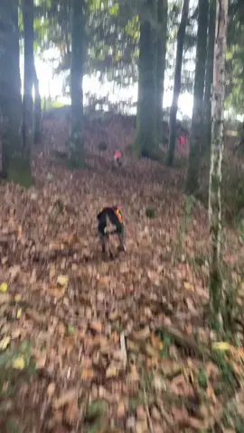 Suite à un rapprocher cours et intense un très gros sanglier me part dans les pieds, impossible de le tirer au vu de la situation. Ce sanglier sera tiré et blessé, il ira se caler dans une coupe ou s’enchaînera ferme sur ferme. Résultat 4 chiens de blessés dont mango et Vulco, le sanglier sera prélevé au ferme pour un poid de 120kg. #chasse #sanglier #griffonbleu #afaccc #pourtoi 