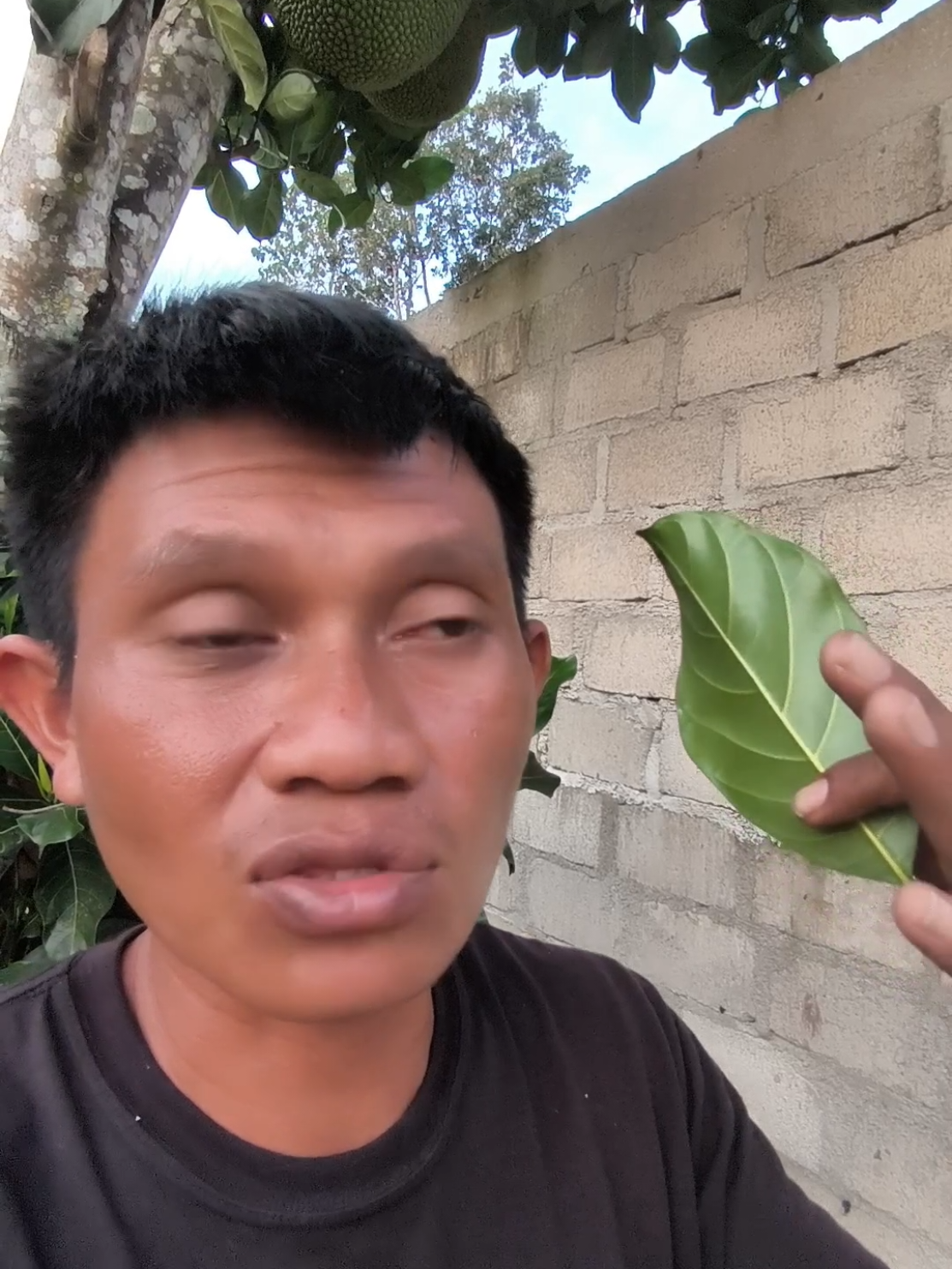 stek pohon nangka #petani_lintas_alam_semesta 