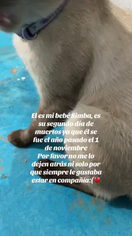 Jamás te olvidaré, te llevo en mi corazón mi lindo gatito….      #gatitos 