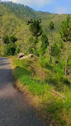 #creatorsearchinsights #Torghar #Meramadakhali #ahsanyousafzai84 