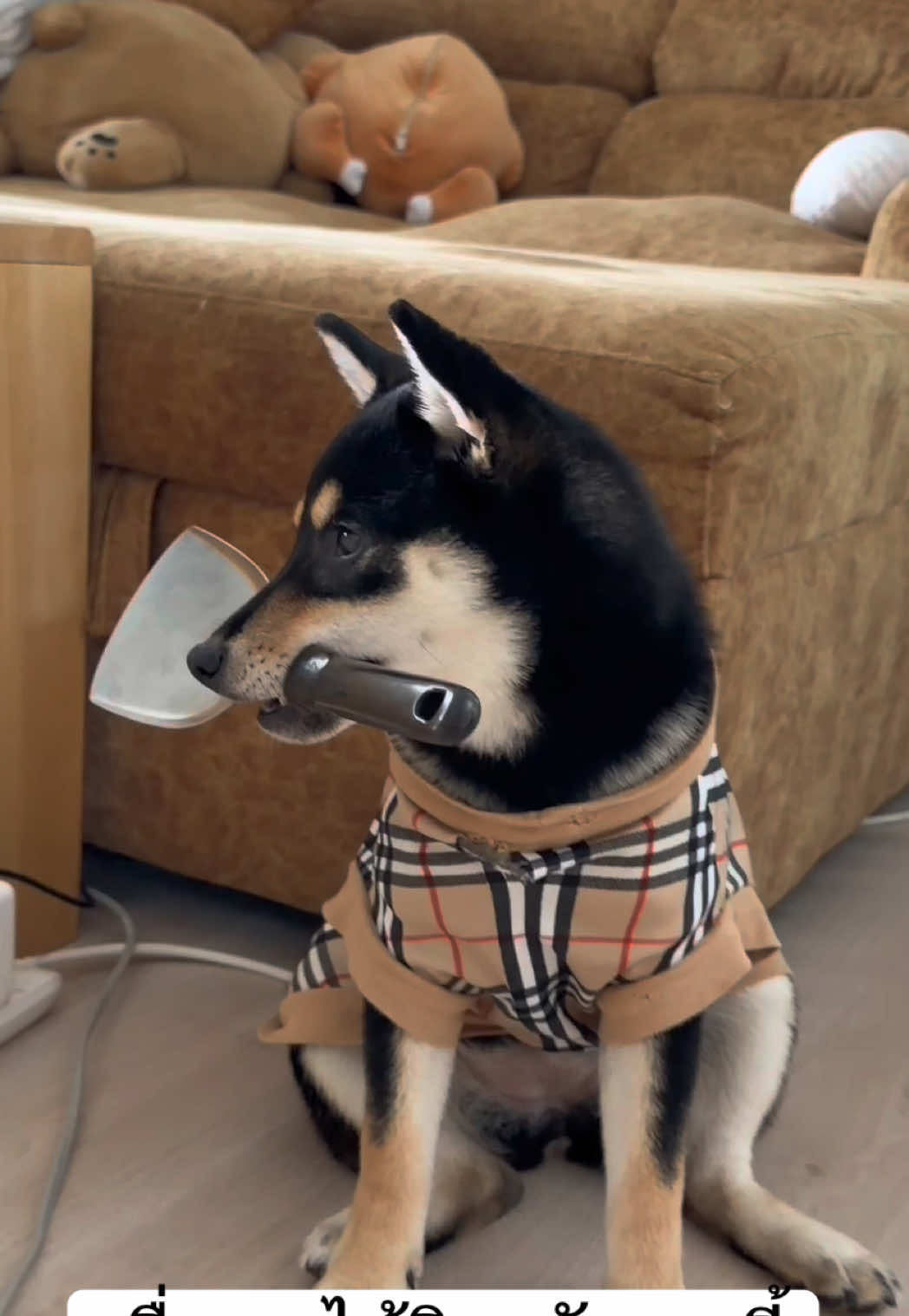 เมื่อคุณได้ชิบะกับเชลตี้ตัวซีเคร็ท… #คุณโฉมกับชาวีหมาจีสุก #ชิบะอินุ #จีสุก #เชลตี้ #เชลตี้เชตแลนด์ชีปด็อก 