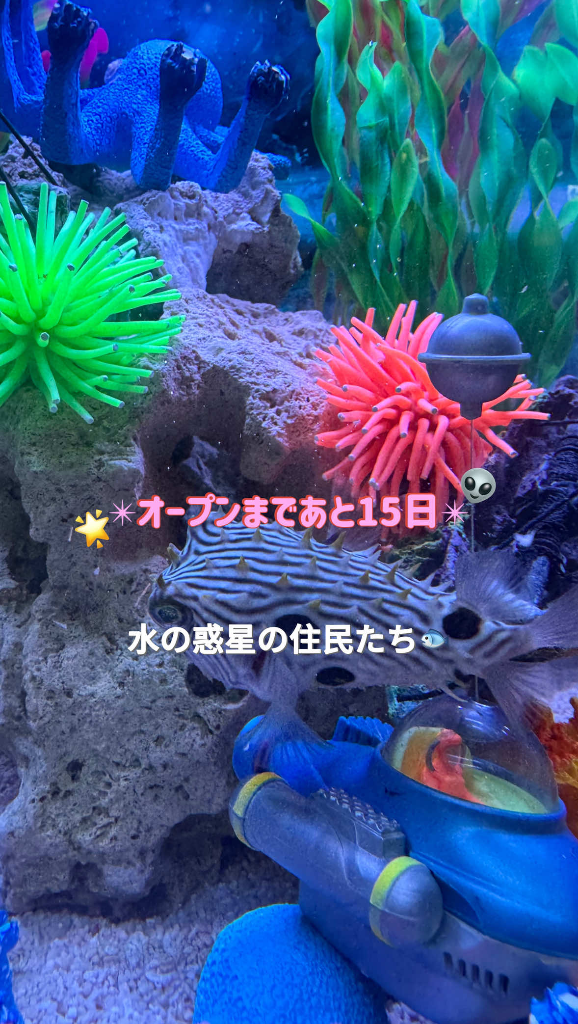🌟住民たちを紹介🌟 色んな宇宙魚たちが、続々とお引越ししてきました！ . カラフルで不思議な住民たち🐡 . これからオープンに向けて、まだまだ増えます！！！👽 . #大阪 #水族館 #おでかけ 