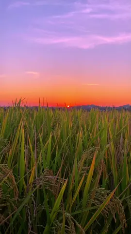🌄🎼🌾🤩 #storywhatsapp #storywakeren #fypviral #masukberanda #bugistiktok 